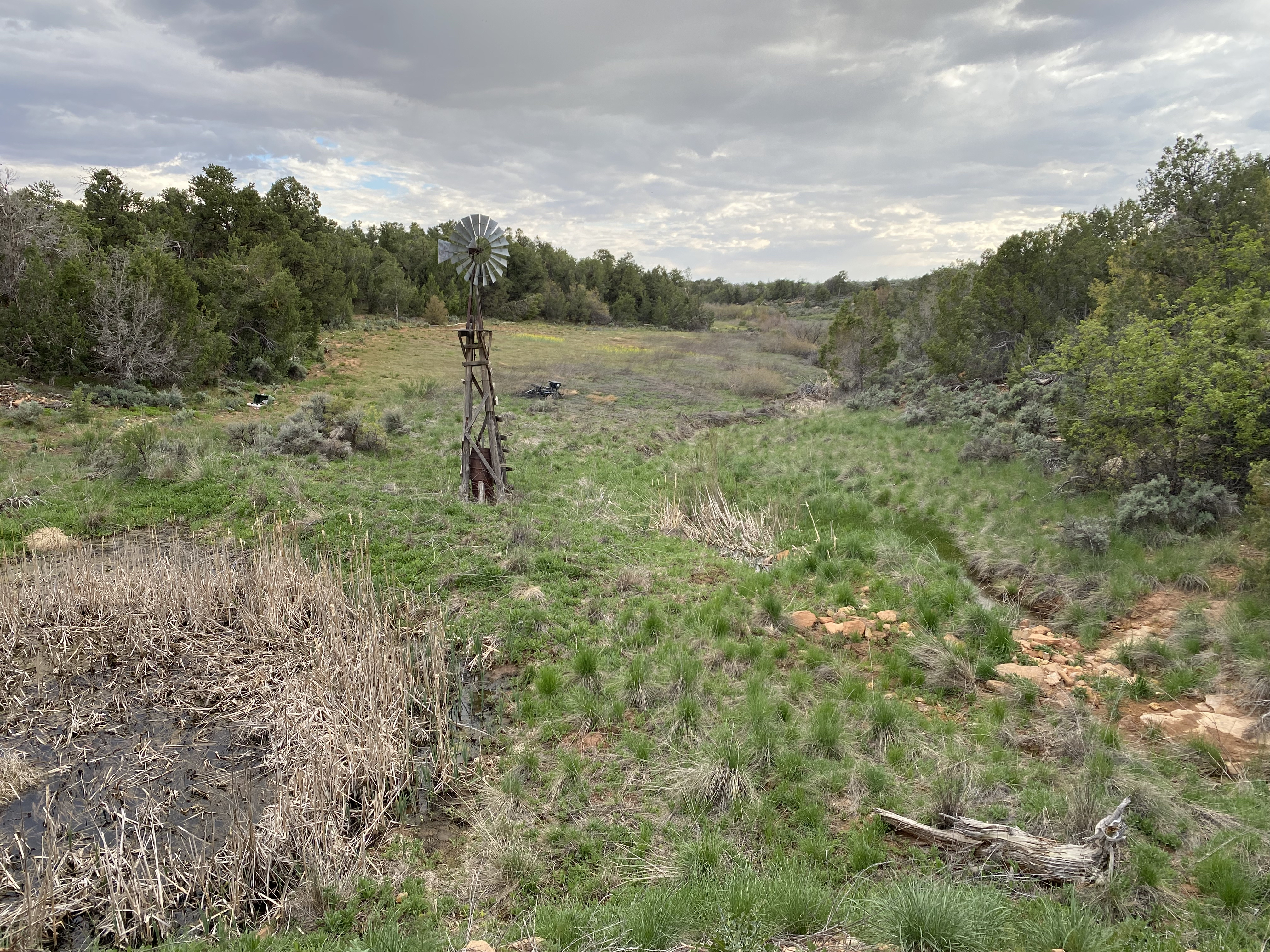 Meadow on the ranch